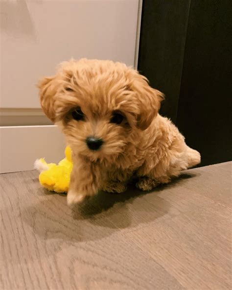 maltipoo puppies for sale bay area ca